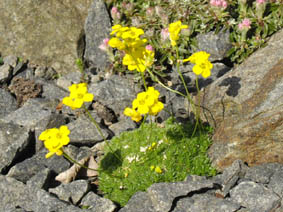 Draba densifolia